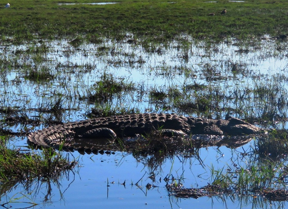 Botswana: NP Chobe 13
