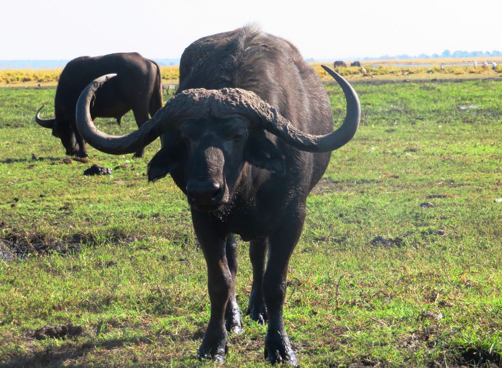 Botswana: NP Chobe 14
