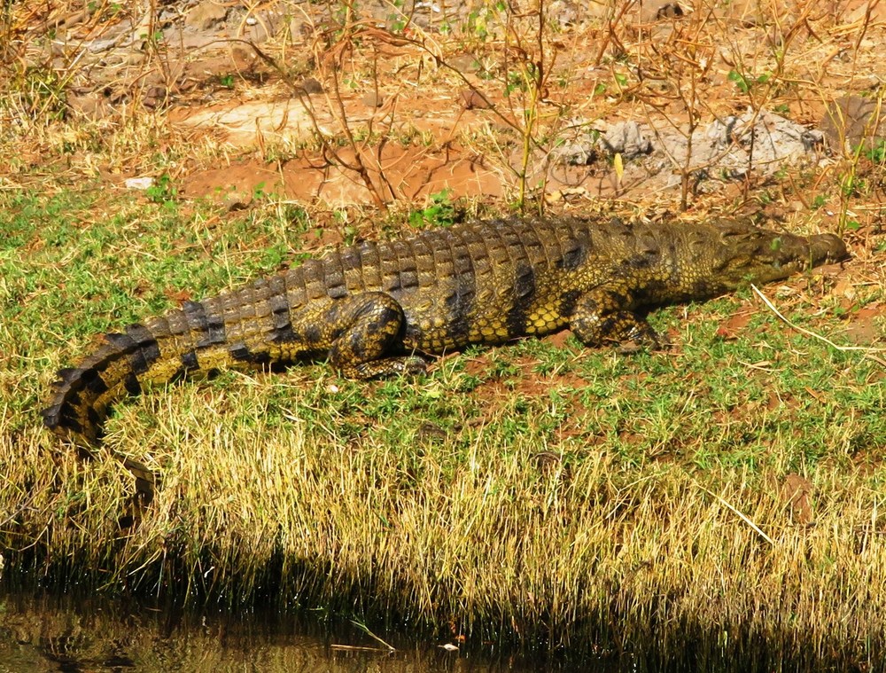 Botswana: NP Chobe 15