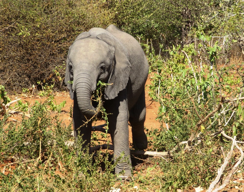 Botswana: NP Chobe 3