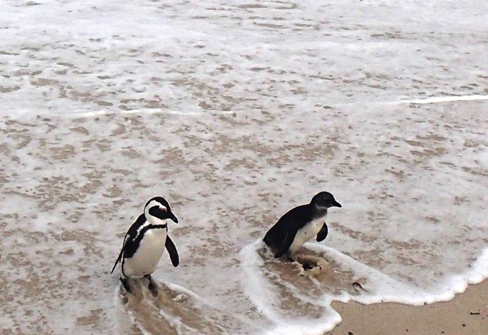 Jihoafrická republika: Mys Dobré naděje, tučňáci 2