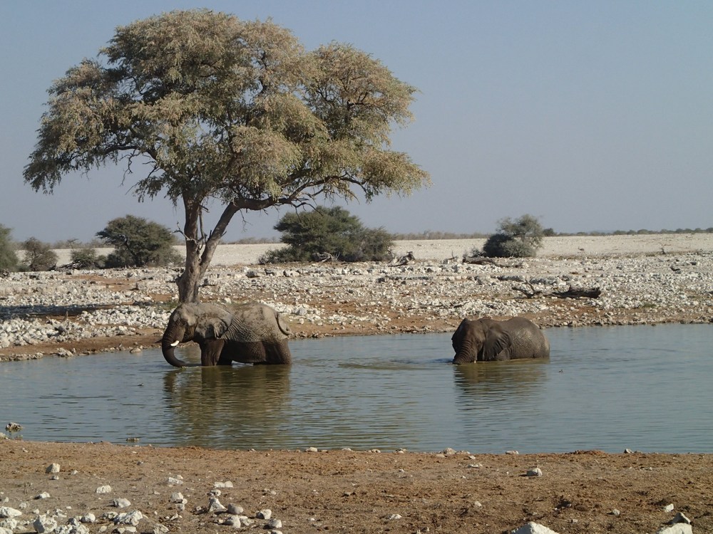 Namibie: NP Etosha 1