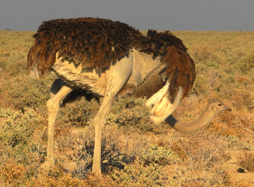 Namibie: NP Etosha 2