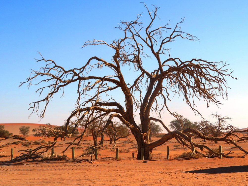 Namibie: poušť Namib 2