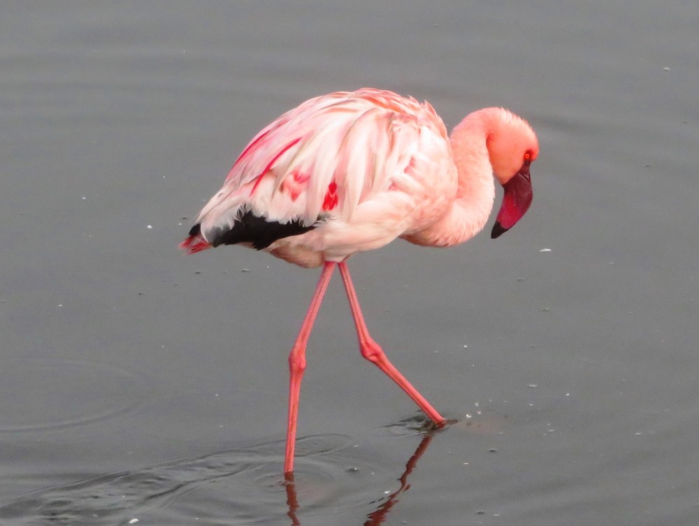 Namibie: Walvis Bay 2