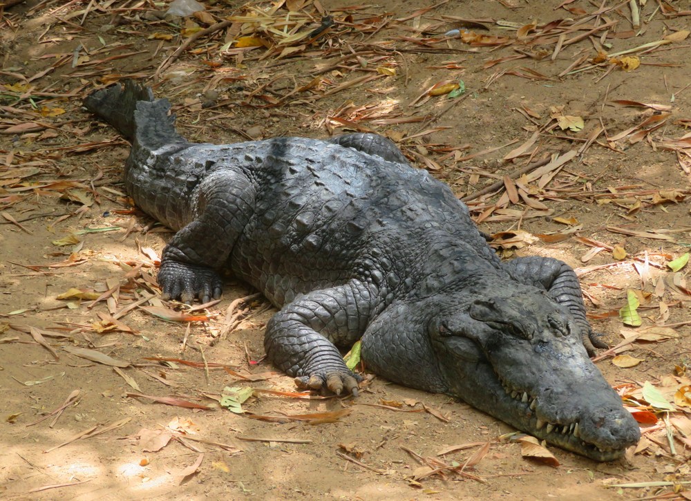 Gambie: Krokodýlí park