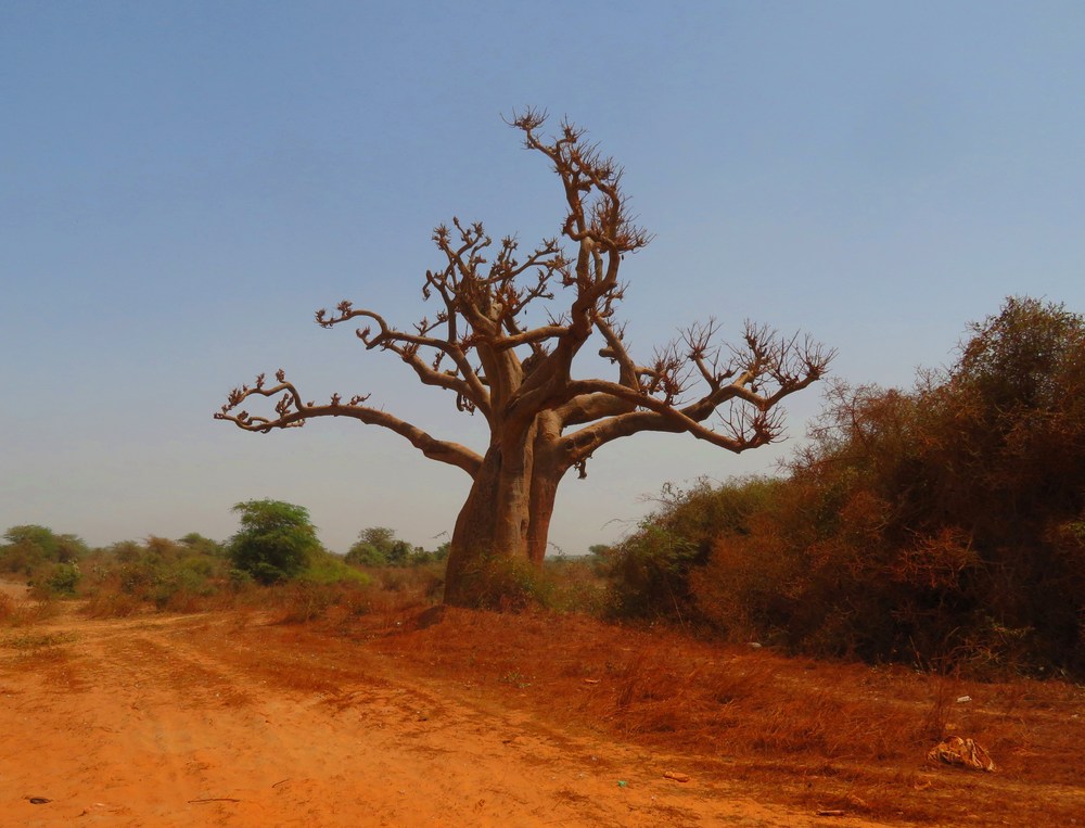 Senegal: Baobab