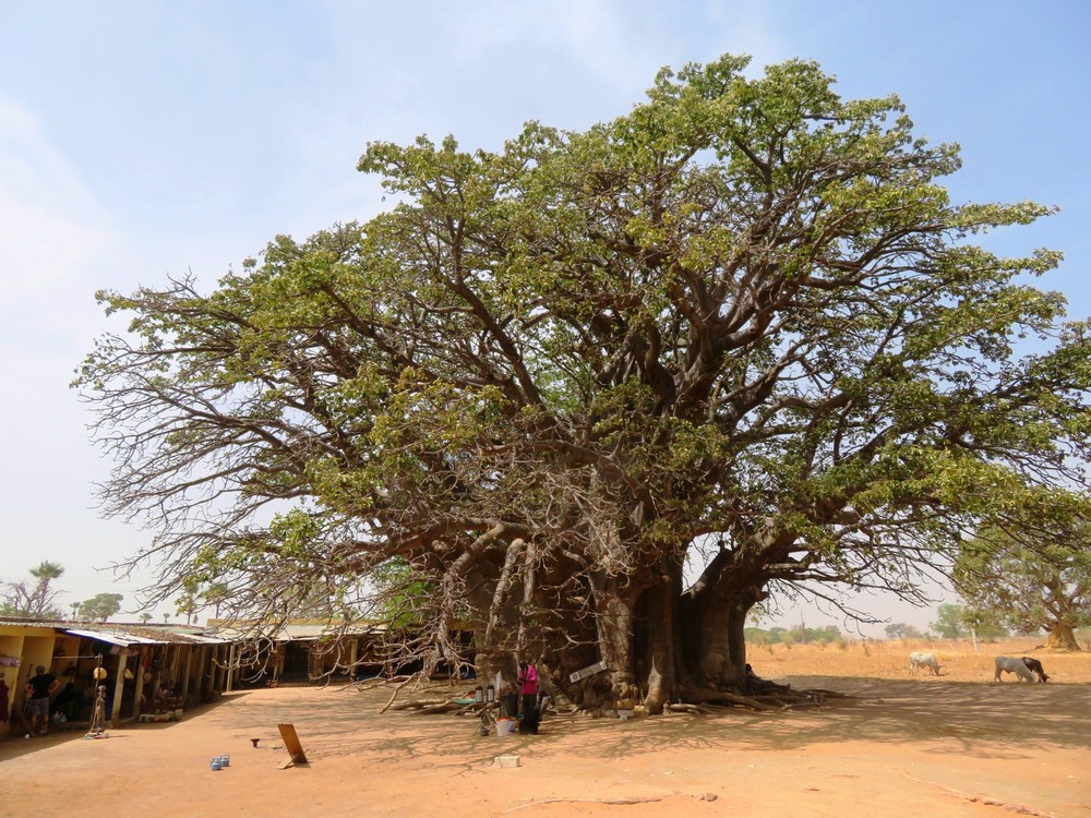 Senegal: největší baobab