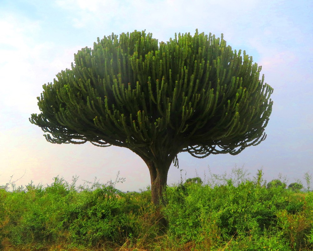 Uganda: Pryšec kandelábrový